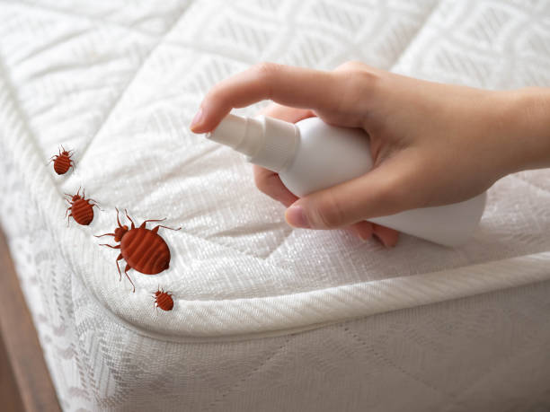 Best Ant Control Services  in Honeoye Falls, NY