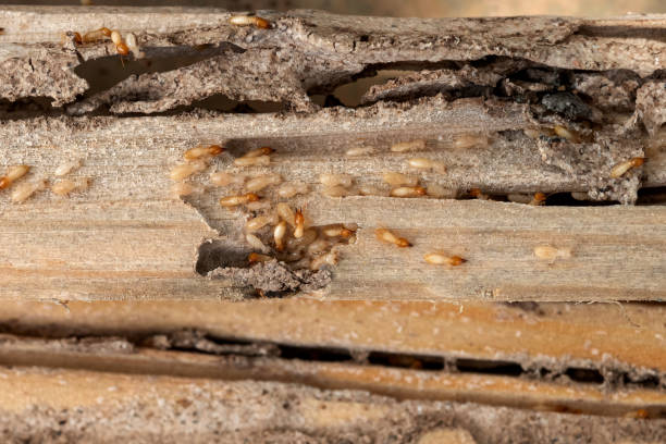 Best Wildlife Control Services  in Honeoye Falls, NY