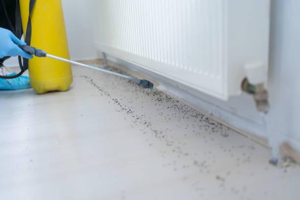 Best Local Pest Control Services  in Honeoye Falls, NY